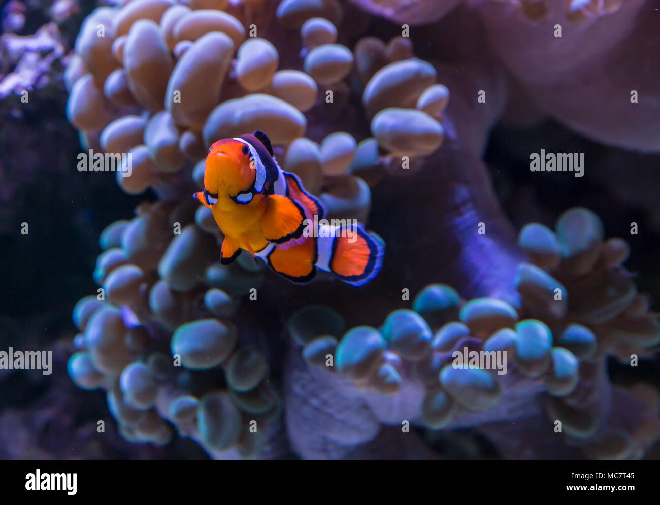 Clownfisch (Anemonenfisch) Schwimmen vor einigen bubble Coral in einem Aquarium. Stockfoto
