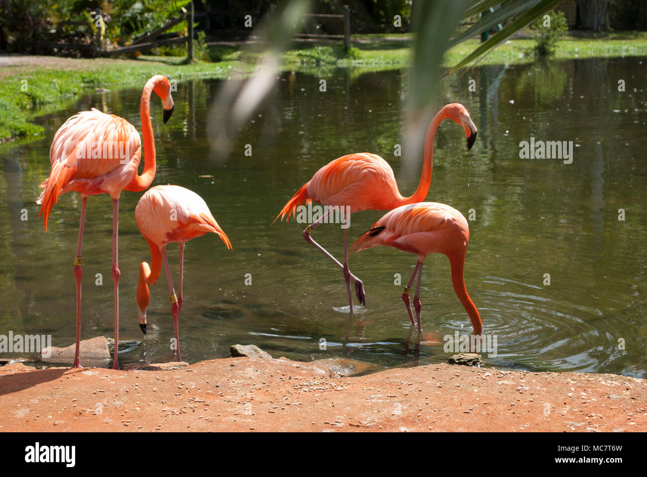 Flamingos im tropischen Garten. Wilde rosa Flamingos in natürlichen tropischen Umgebung close-up Stockfoto