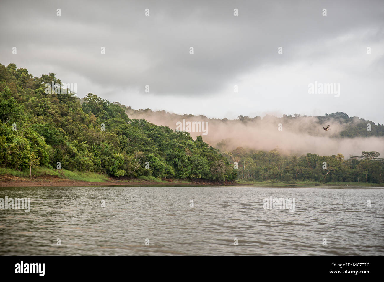 Morgennebel auf der Regenwald rund um Wagu See, oberen Sepik, Papua-Neuguinea Stockfoto