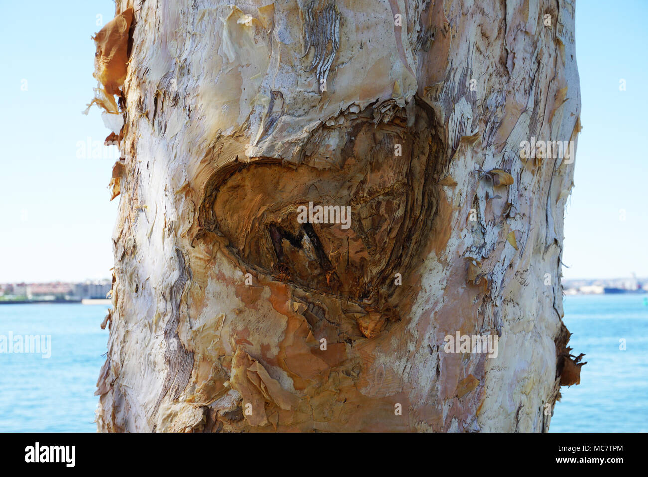 Initialen Geschnitzt in einem Baum Stockfoto