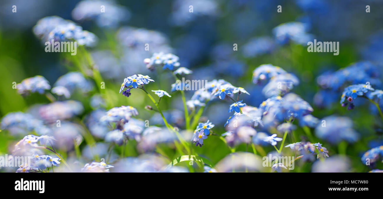Blick auf blaue Blumen im Park. Vergiss mich nicht blühen bei Sonnenuntergang mit Sonnenlicht im Wald im April Stockfoto