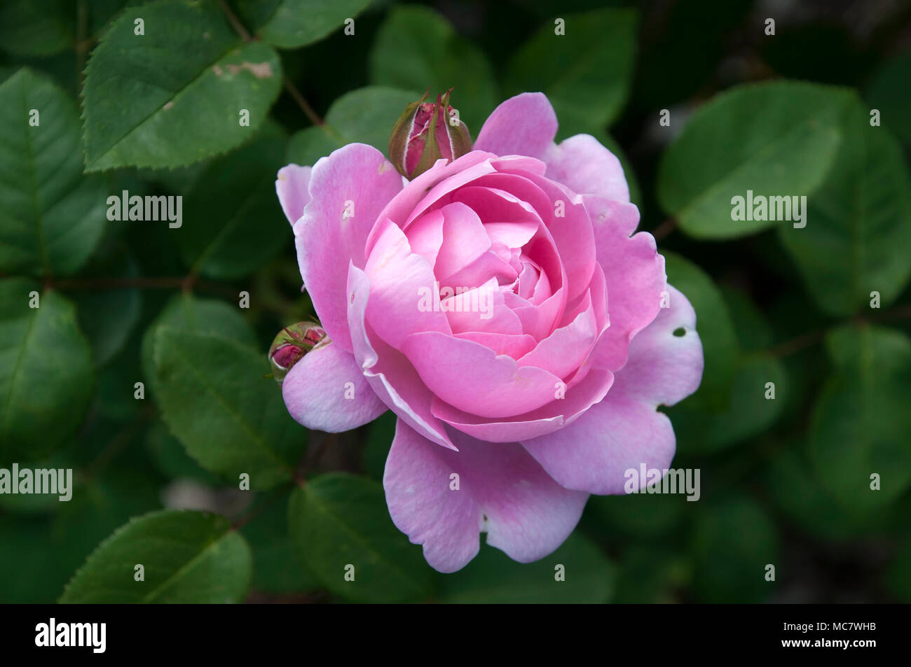 Sydney Australien, Rosenbusch mit offenen rosa Blume Stockfoto
