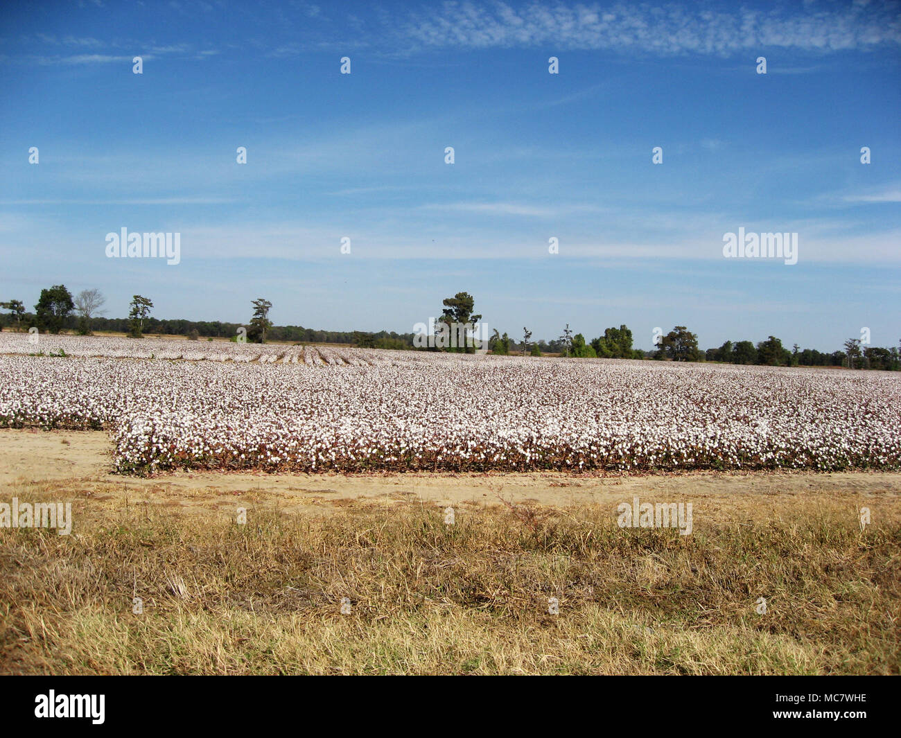 Cotton Field in Mississippi Stockfoto