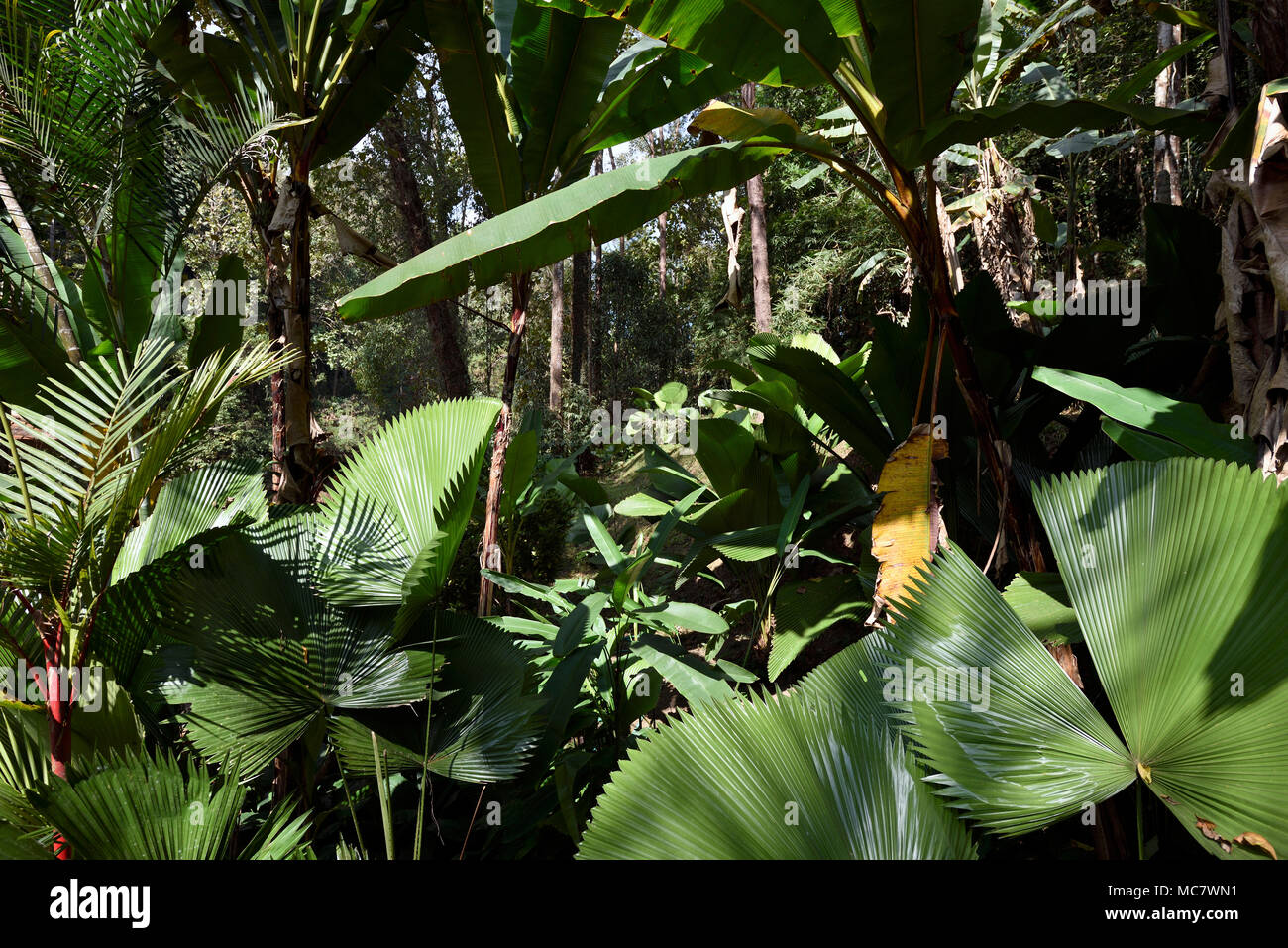 Bananenstauden und großen grünen Palmenblättern, Thailand Stockfoto