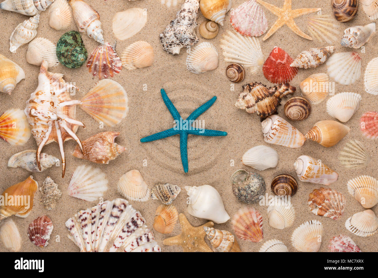 Blauer Seestern liegt in der Mitte des Kreises, Rahmen von Muscheln und Sterne. Ansicht von oben Stockfoto