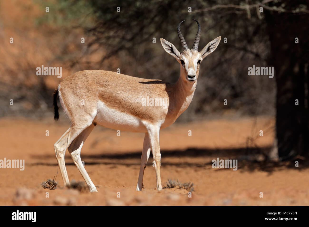 Männliche Arabische sand Gazelle (Gazella Marica), Arabische Halbinsel Stockfoto