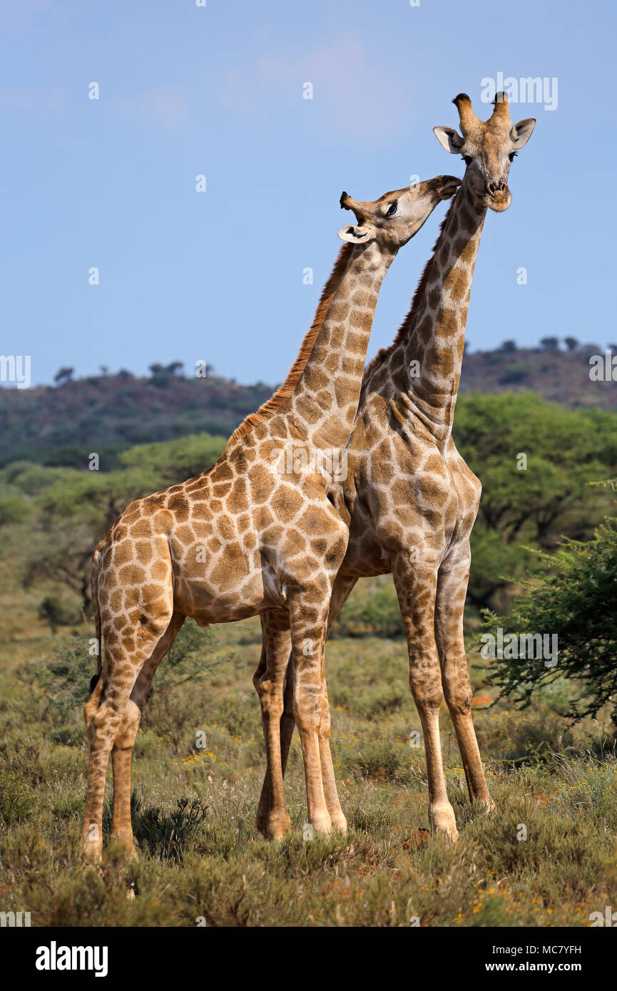 Interaktion zwischen zwei Giraffen (Giraffa Plancius), Südafrika Stockfoto