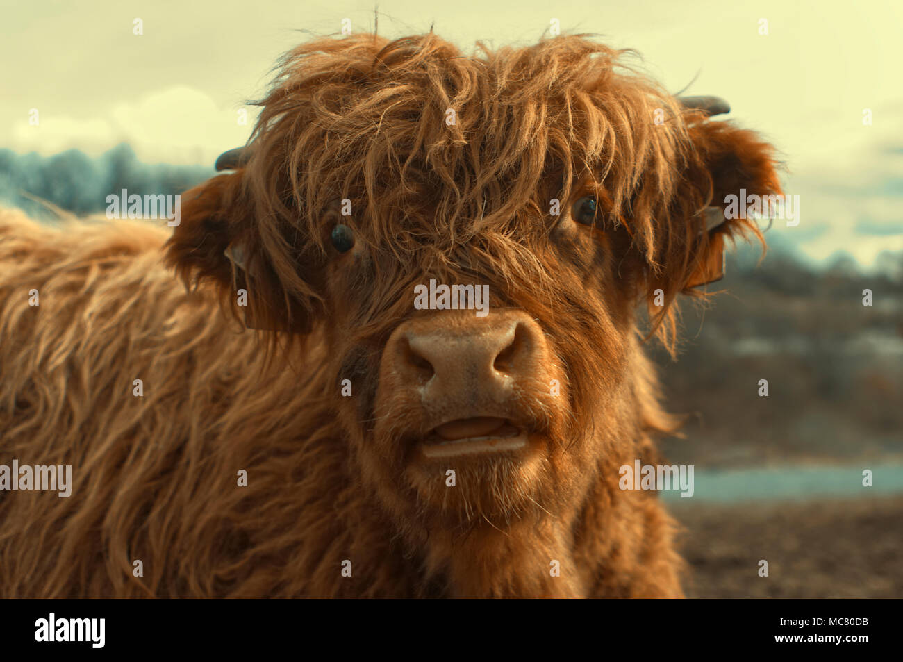 Porträt einer niedlichen Highland Cattle mit Nahaufnahme des feuchten Nase und Mund. Stockfoto