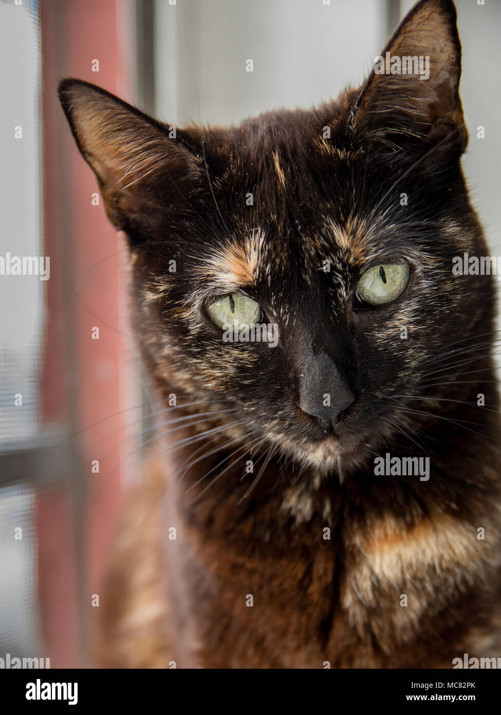 Dies ist Mika, meine Katze. Sie ist eine ziemlich gute Porträts Modell, immer bereit, mit mir zu arbeiten. Stockfoto