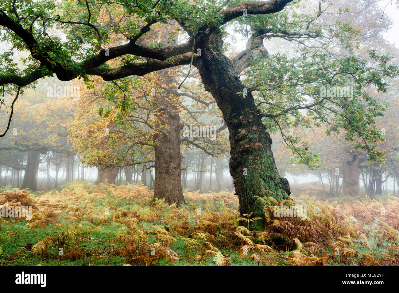 Alten Eichen im Nebel Stockfoto