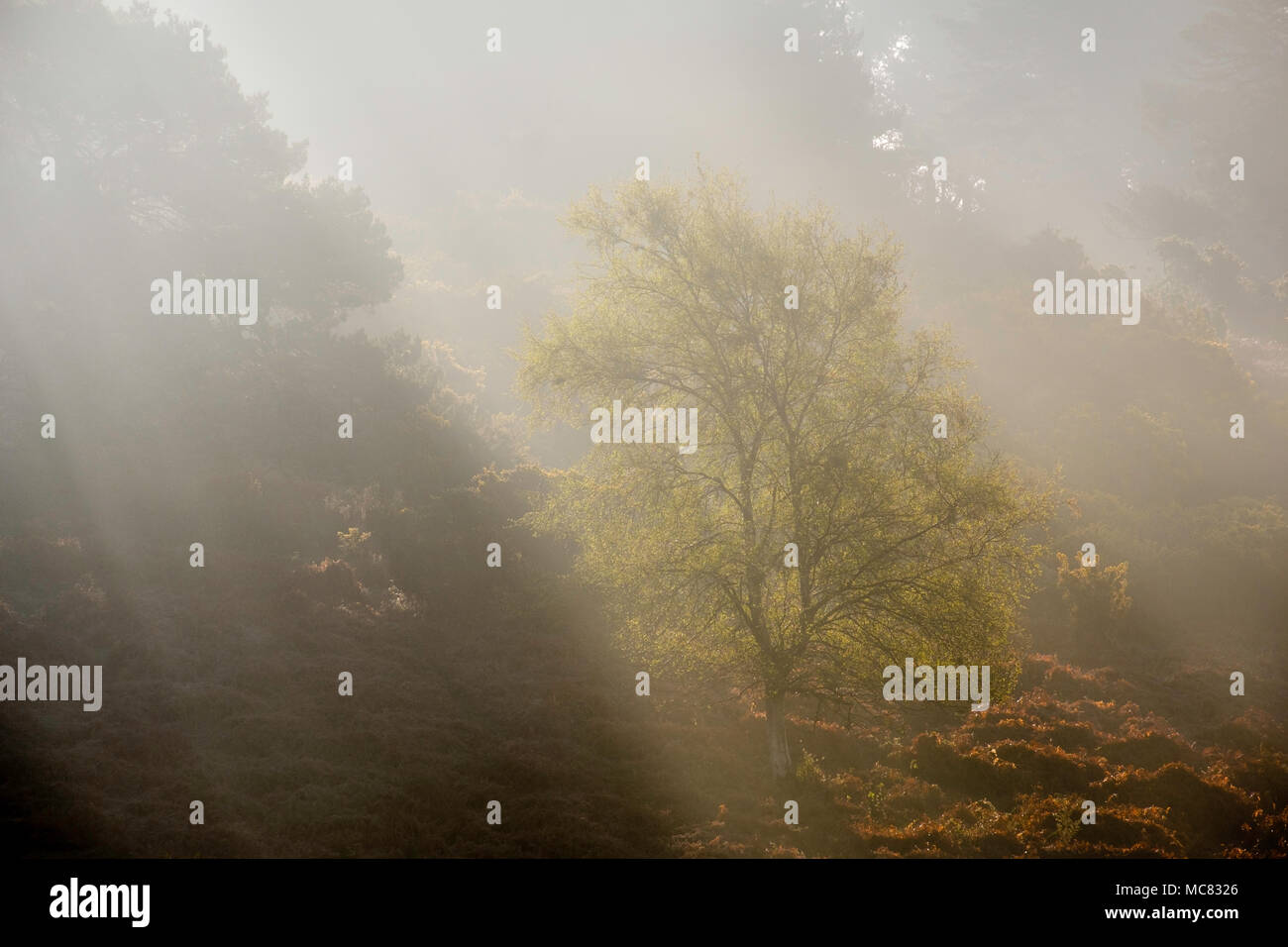 Neue Wald Heide in der Nähe von Sway, Brockenhurst Stockfoto