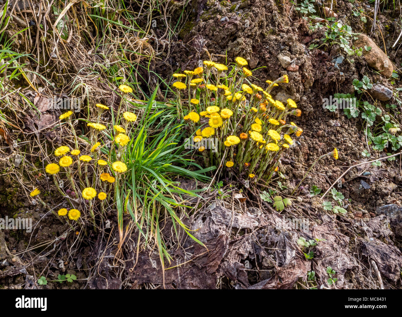 Gelbe Blumen der Colt-Fuß Tussilago farfara in der Regel gestört feuchten Boden in einem Steinbruch Somerset UK wachsende Stockfoto