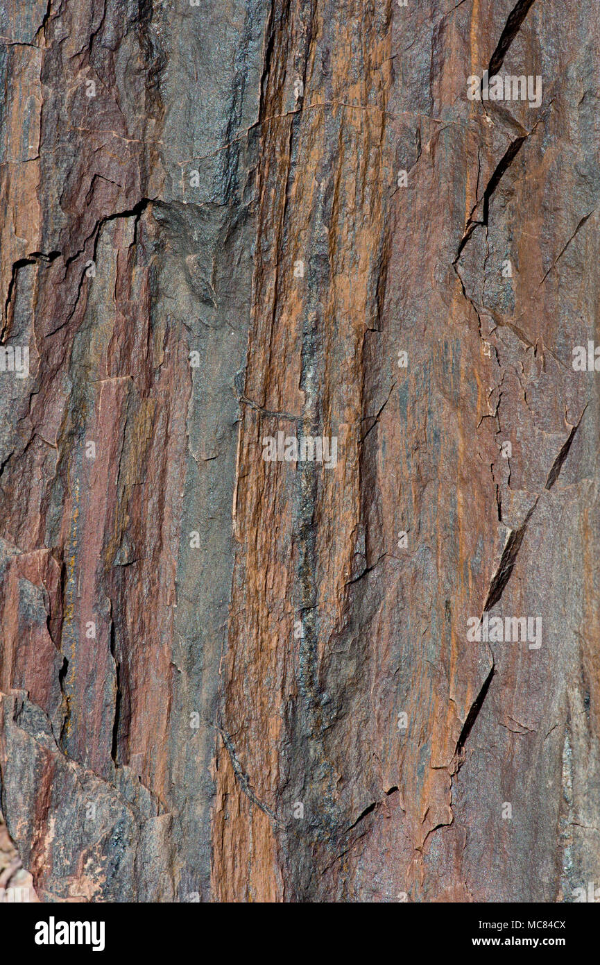 Versteinertes Holz close-up in der Wolverine versteinertes Holz Natural Area (inoffizielle Namen) in Central Utah Stockfoto