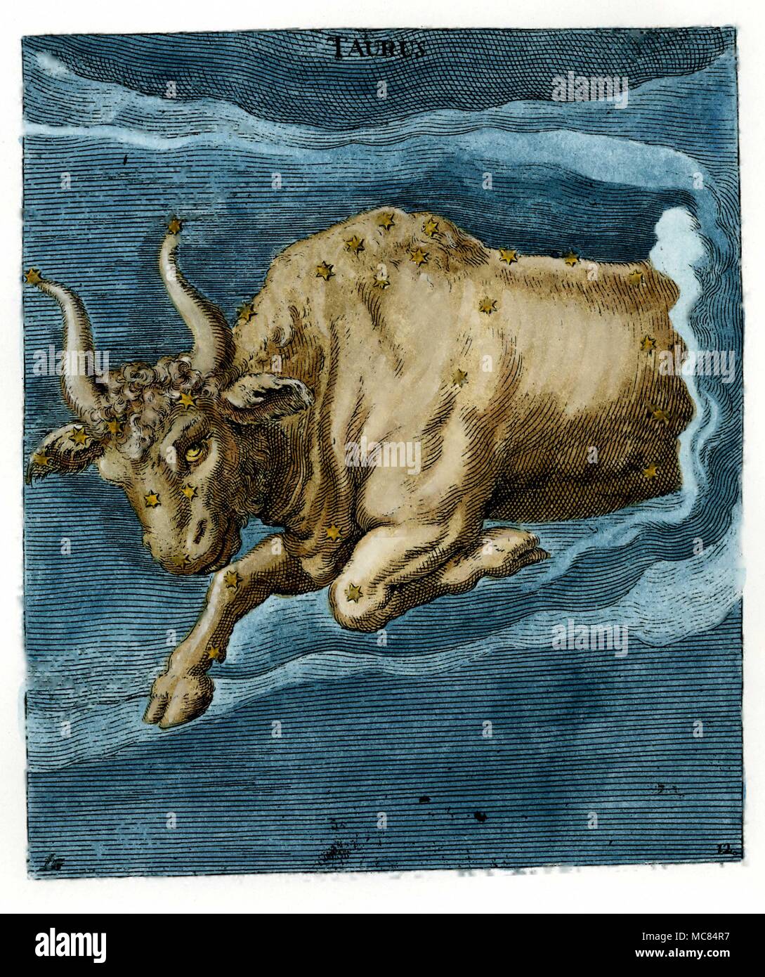 Stier der Stier, aus dem siebzehnten Jahrhundert handcolorierte Kupferstich, auf dem neunten Jahrhundert Aratus Manuskript in Leiden. Aratus wurde ca. 315 v. Chr. in Soli geboren, und seine "Phaewnomena wote" für die Herrscher von Mazedonien. Stockfoto