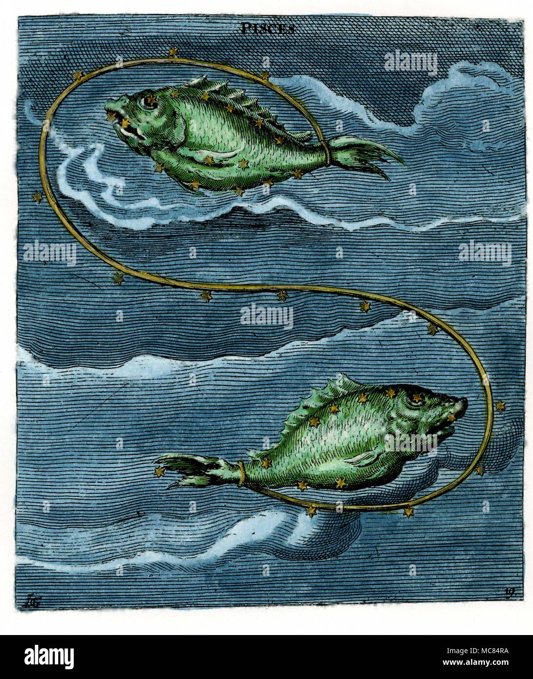 Fische, die kosmische Fische, aus dem siebzehnten Jahrhundert handcolorierte Kupferstich, das selbst auf einem Aratus 'Phaenomena' in Leiden. Aratus wurde ca. 315 v. Chr. in Soli geboren und schrieb sein Buch für die Herrscher von Mazedonien. Stockfoto