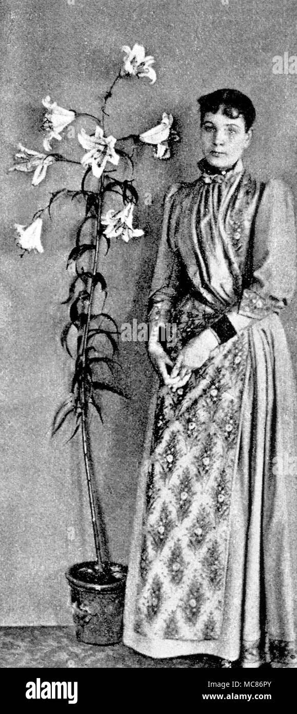 Psychische Phänomene Foto von einem Golden Lily, die bei einer Seance im Juni 1890 erschien. Es war für eine Woche, nachdem es verschwunden. Aus der Ausgabe 1897 von Madame D'Esperance's 'Shadow Land, oder Licht von der anderen Seite' Stockfoto