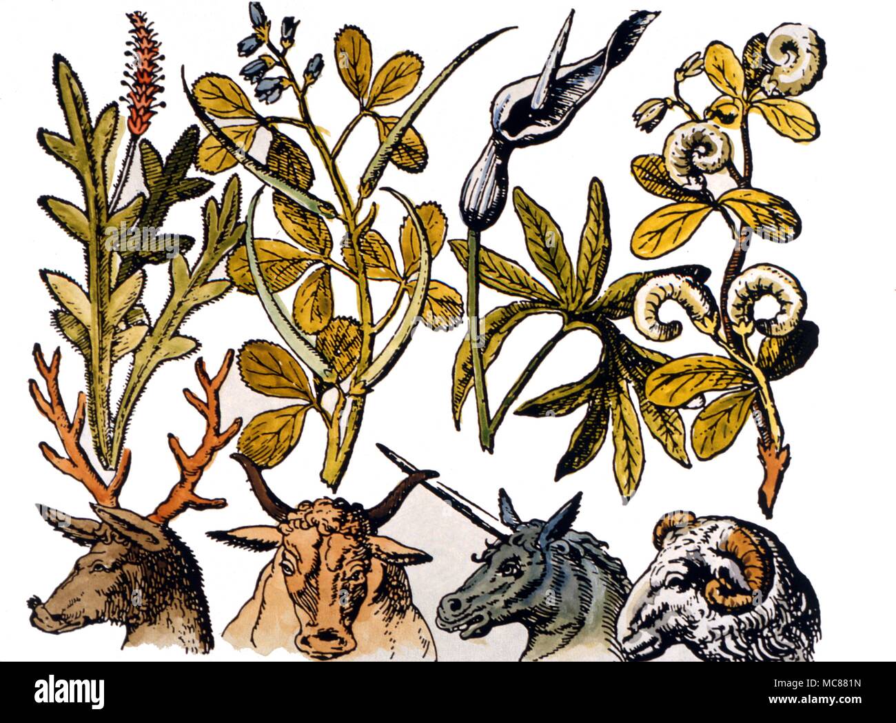Astrologie Pflanzen der Tierkreiszeichen Entsprechungen zwischen den Erscheinungen von bestimmten Tieren und die Form bestimmter Pflanzen zu ziehen, Stockfoto