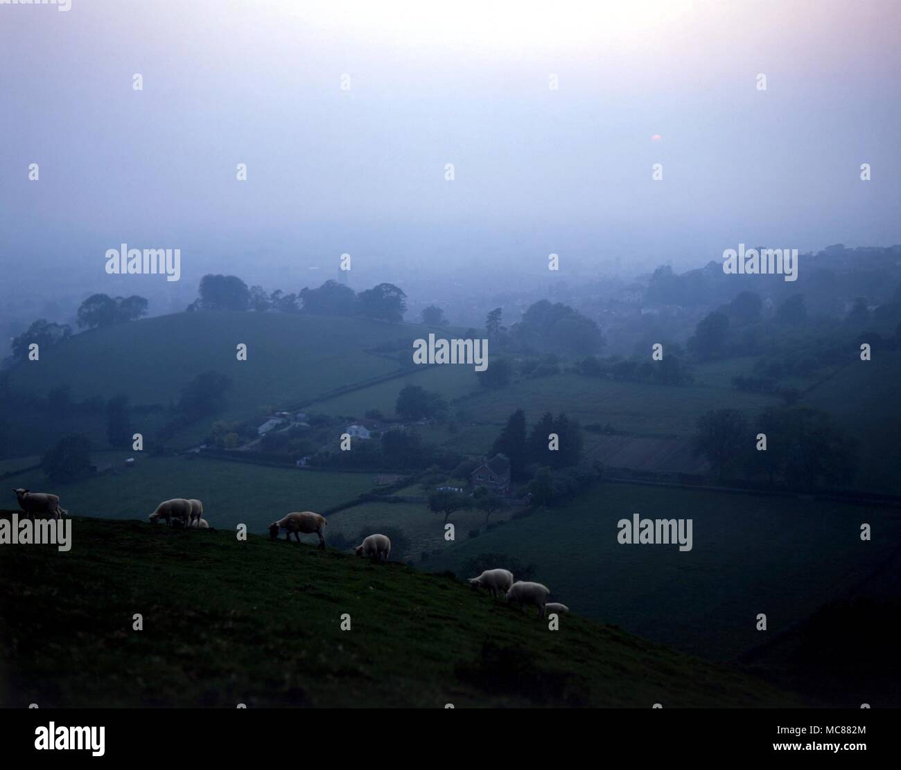 Schafe weiden (in Richtung Sonnenuntergang) oben auf dem Glastonbury Tor. Stockfoto