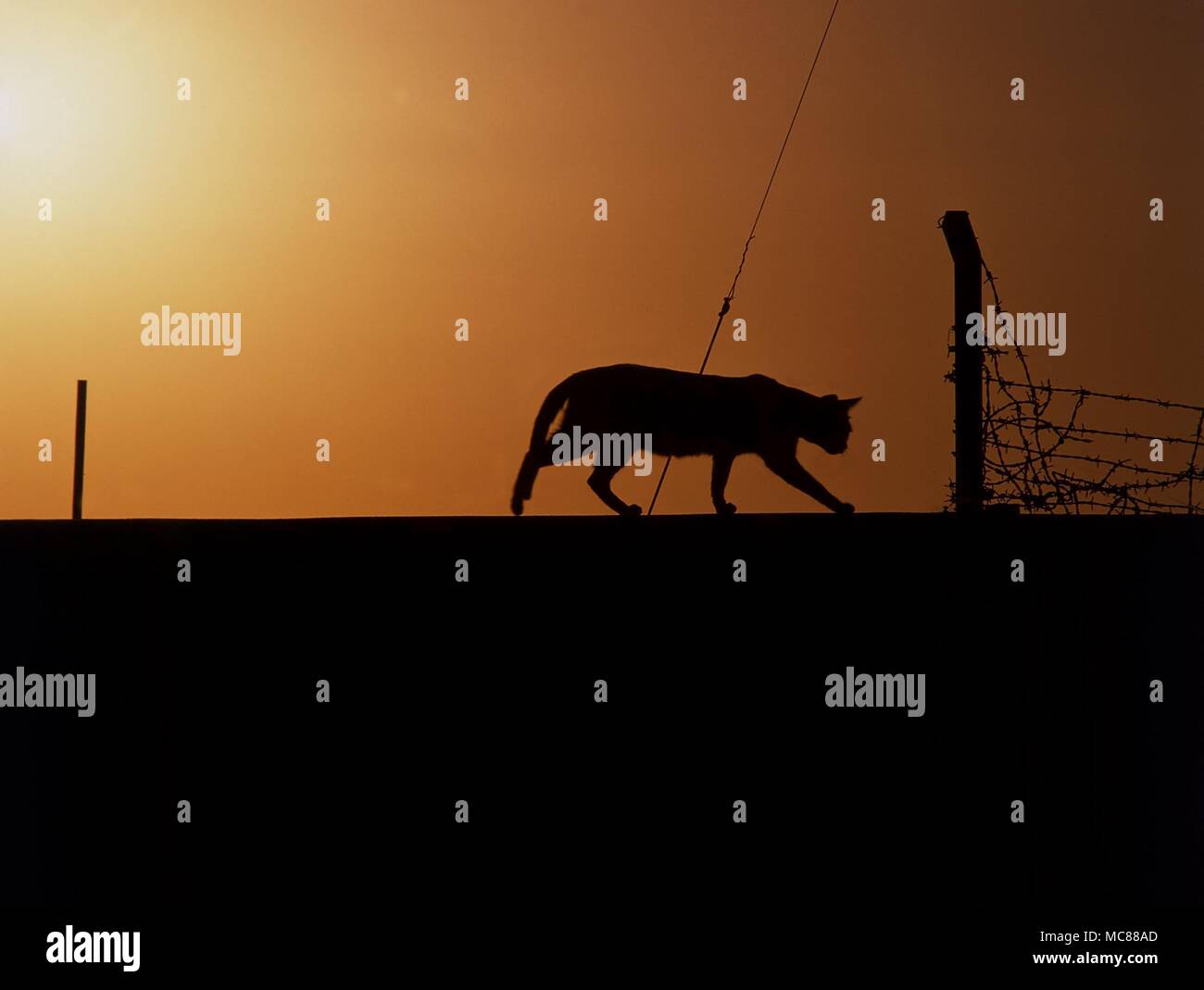 Symbole Cat bei Sonnenuntergang Stockfoto
