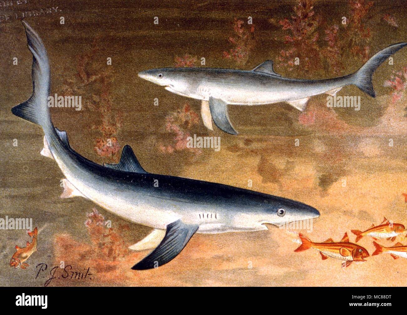 Monster - Der blaue Hai. Aus der Ausgabe 1896 von P L Scalter des Royal Natural History Stockfoto