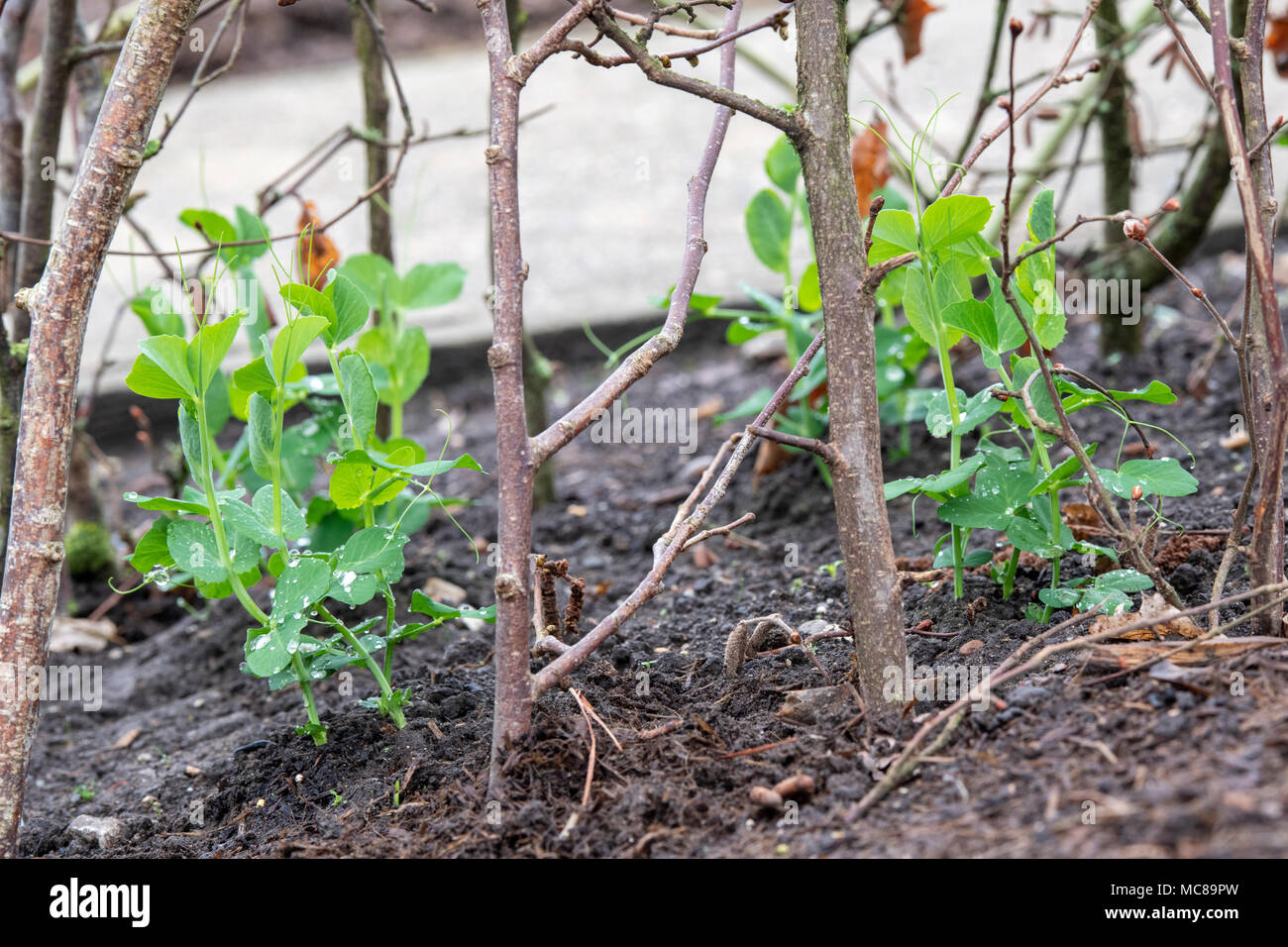 Lathyrus Odoratus 'Kelvedon Wonder'. Sweet pea 'Kelvedon Wonder' zwischen den cut Hazel tree branch unterstützt/Hasel Stangen in einem Gemüsegarten. Stockfoto