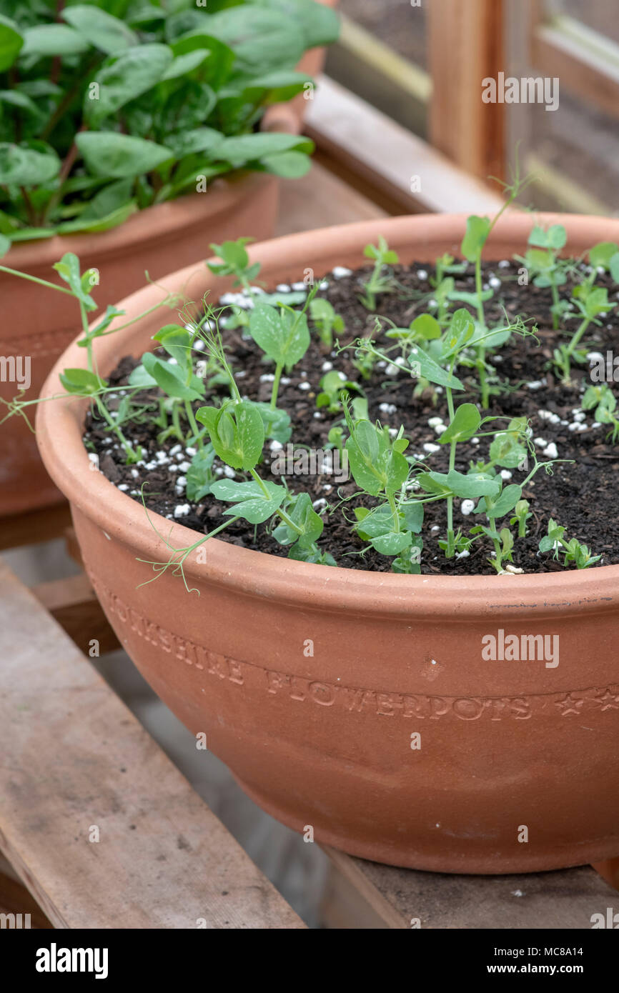 Lathyrus sativus. Sweet pea Sämlinge wachsen eines grossen Blumentopf in einem Gewächshaus. Großbritannien Stockfoto