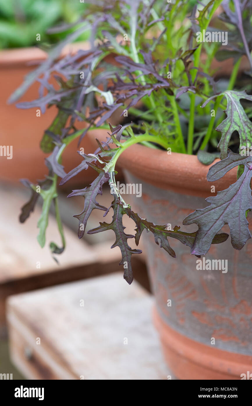 Brassica Juncea. Senf' Rot 08/15' wachsen in einem Blumentopf in einem Gewächshaus. Großbritannien Stockfoto
