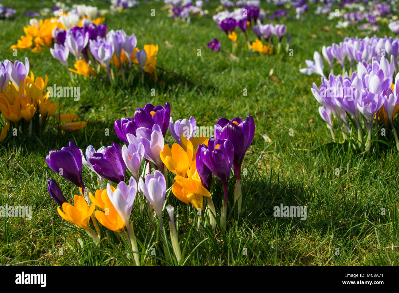 Bereich der Blumen und Krokusse im Frühling Stockfoto