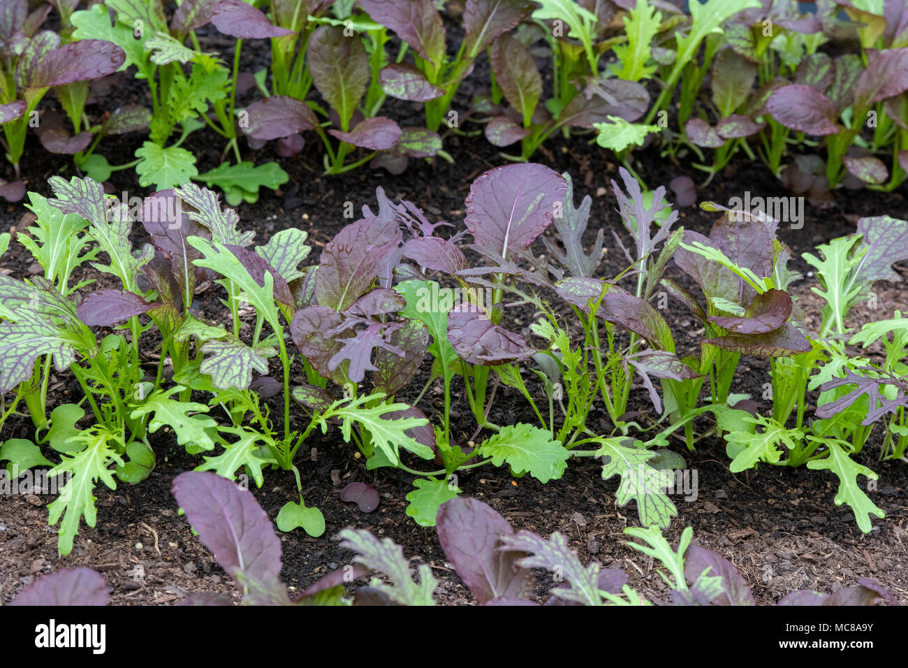 Gemischter salat Blätter und Granat Giant/orientalischer Senf Blätter wachsen in einem Gewächshaus. Großbritannien Stockfoto