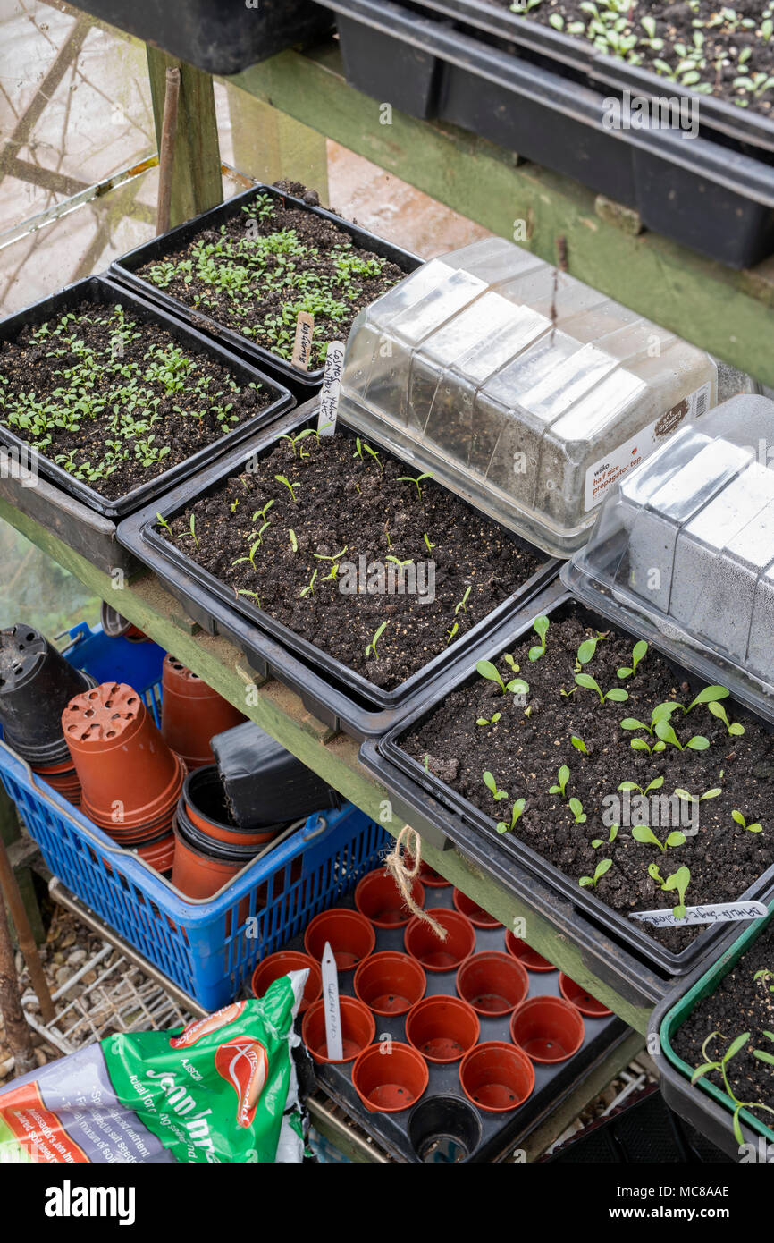 Kosmos, und Dahlie Blume Sämlinge in sämling Fächer in einem Gewächshaus Stockfoto