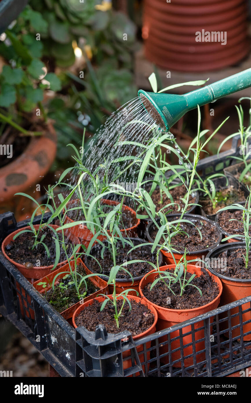 Lathyrus sativus var. "Azureus". Bewässerung Sweet pea Sämlinge von einer kleinen Gießkanne Stockfoto
