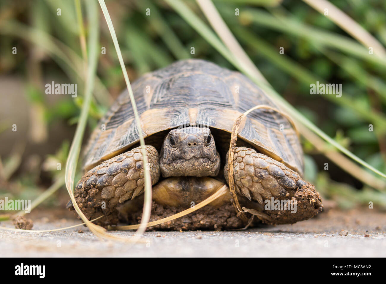 Große Schildkröte im Garten. Stockfoto