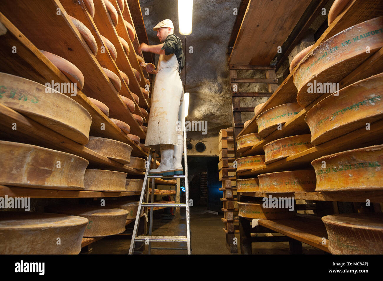 Rognaix (Französische Alpen, Frankreich). Unternehmen 'Les Caves d'Affinage de Savoie', Käse ripener. Umläufe von Beaufort Käse an der Unterseite und Mann Stockfoto