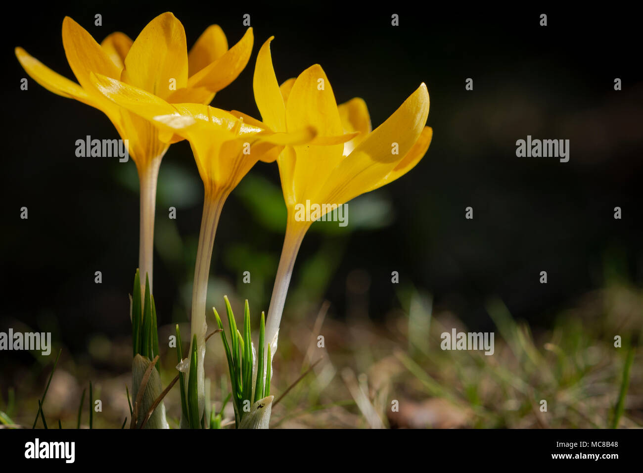Drei gelbe Krokusse im Frühling Stockfoto