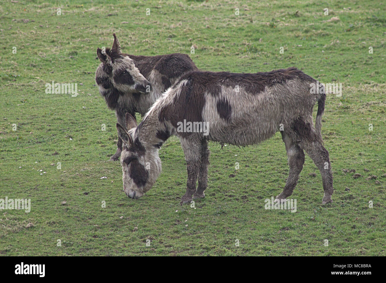Paar rescue Esel, Equus africanus asinus, heraus in den Bereichen der Roaring Donkey Sanctuary, West Cork, Irland Stockfoto