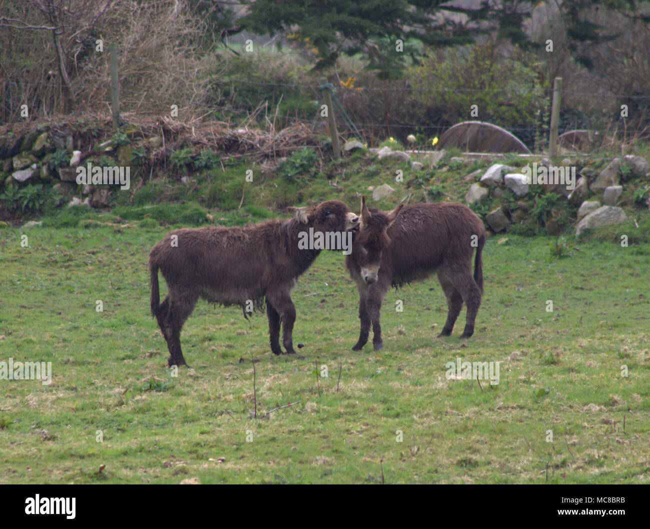 Paar rescue Esel, Equus africanus asinus, heraus in den Bereichen der Roaring Donkey Sanctuary, West Cork, Irland Stockfoto