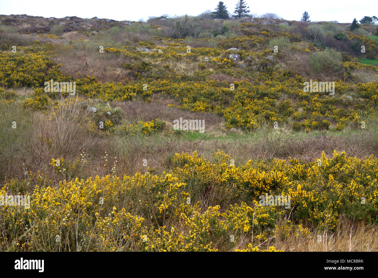 Ulex europaeus, Ginster in voller Blüte im Frühjahr auf einer irischen Hügel in leuchtend gelben Blüten. Stockfoto