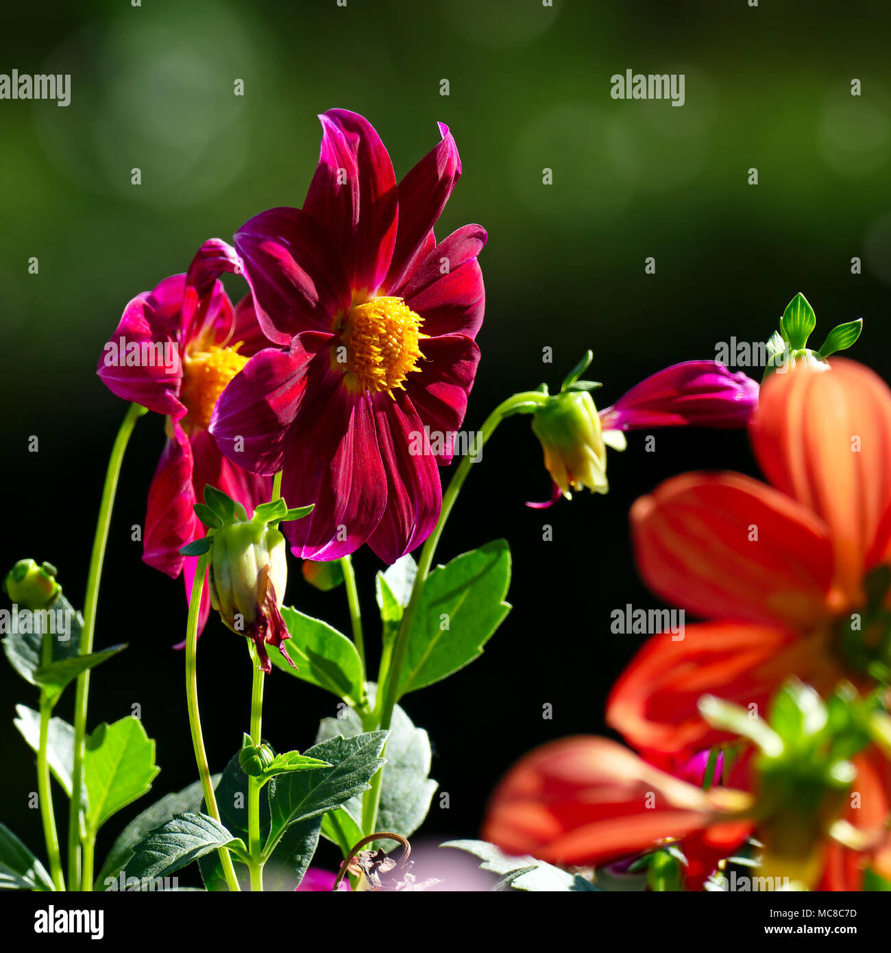 Bunte Dahlien auf die dunkelgrünen verschwommenen Hintergrund Stockfoto