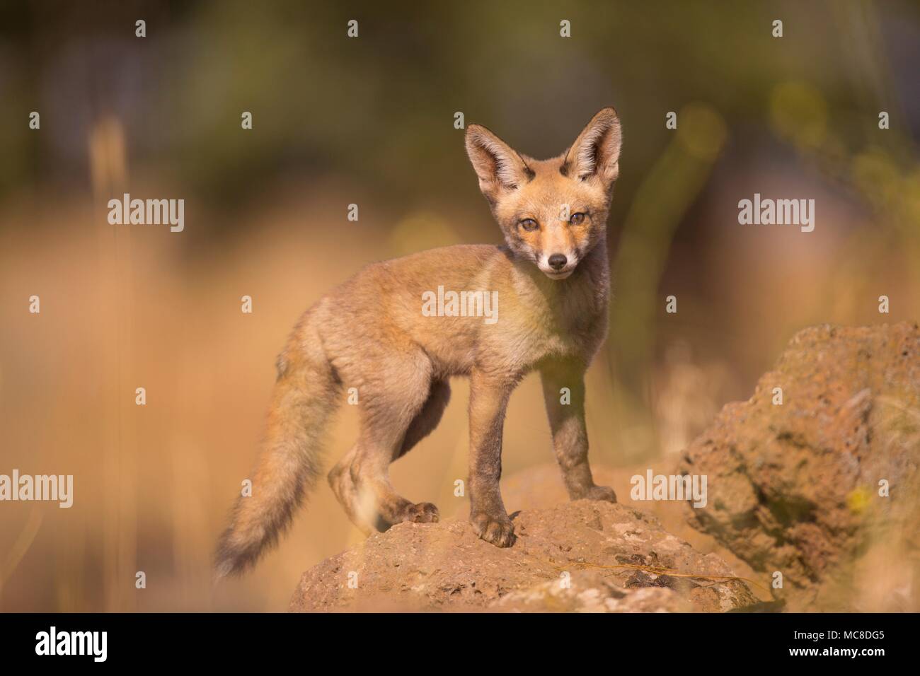 Juvenile Red Fox (Vulpes vulpes). Die Red Fox ist die größte der echte Füchse, als auch geographisch verteilt Mitglied der Carnivora, über die gesamte nördliche Hemisphäre vom Polarkreis verteilt wird, nach Nordafrika, Mittelamerika, und die Steppen Asiens. In Israel fotografiert, im Juni. Stockfoto