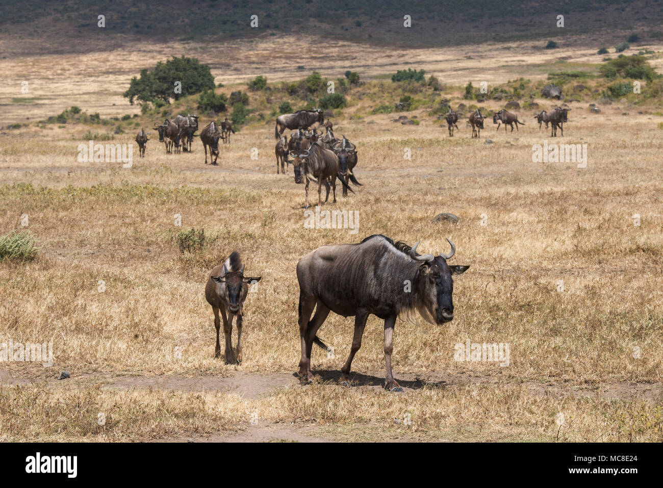 Herde von Gnus CONNOCHAETES TAURINUS (blau) zu Fuß durch die Savanne, Ngorongoro Conservation Area, Tansania Stockfoto