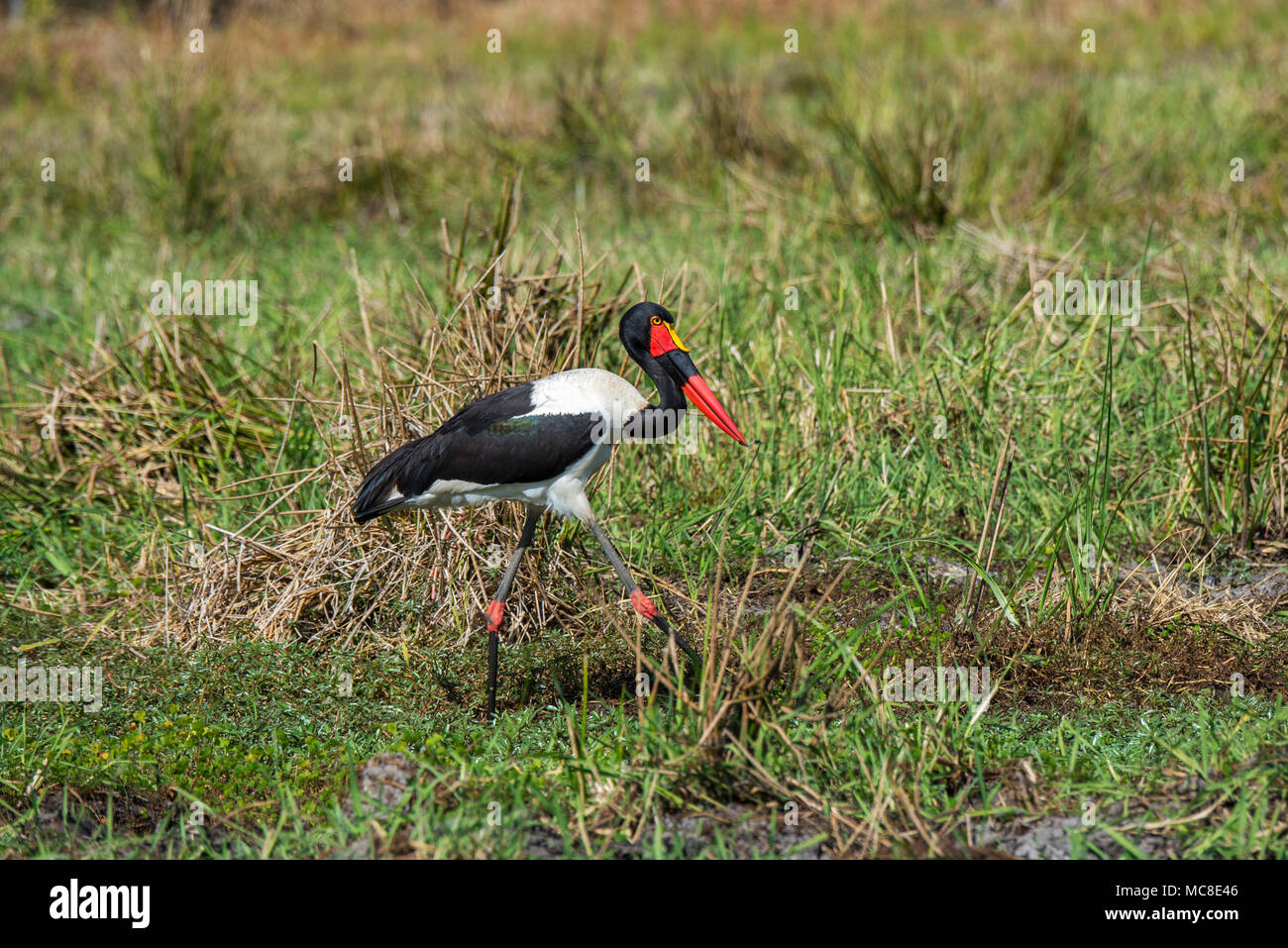 SADDLE BILLED STORK (EPHIPPIORHYNCHUS SENEGALENSIS) zu Fuß in der Nähe von Feuchtgebieten, SAMBIA Stockfoto