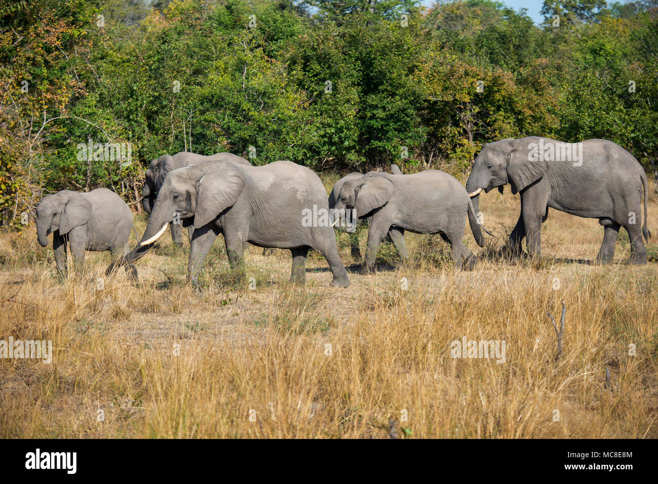 Herde der Afrikanischen Elefanten (LOXODONTA AFRICANA) zu Fuß durch die Savanne, SAMBIA Stockfoto