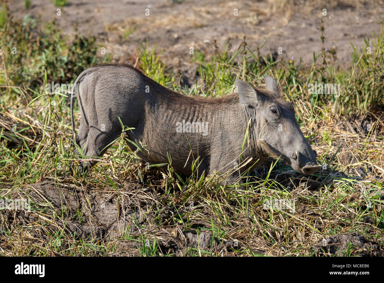 Weibliche GEMEINSAME WARZENSCHWEIN (PHACOCHOERUS AFRICANUS) Fütterung auf Gräser IN DER SAVANNE, SAMBIA Stockfoto