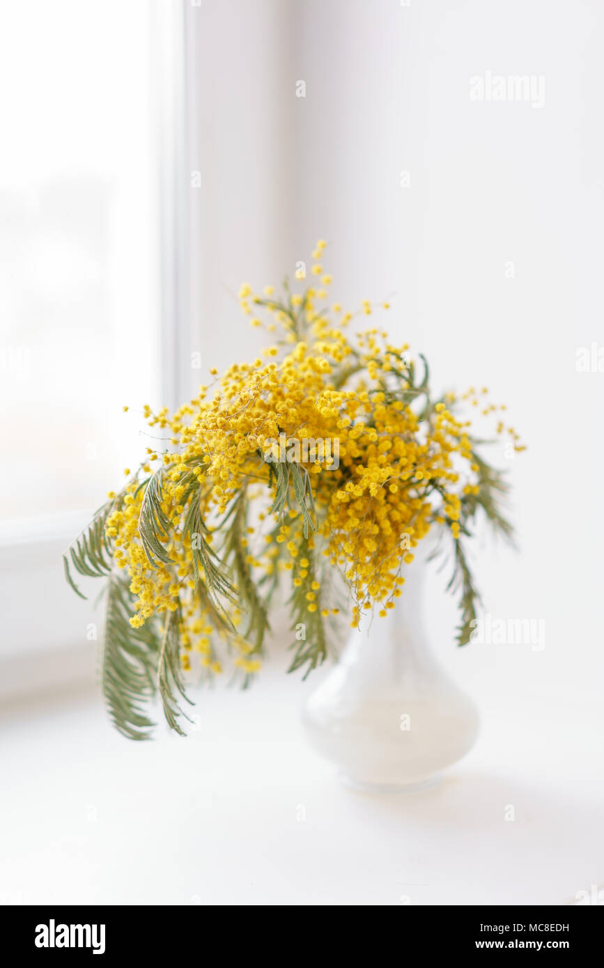 Schöne Zweige von Mimosa in Glasvase auf der Fensterbank. Gelbe sonnigen Blüten am weißen Tisch in der Nähe der Fenster Stockfoto