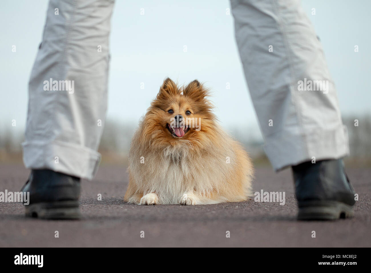 Deutscher Hund Trainer arbeitet mit einem sheetland Schäferhund Stockfoto