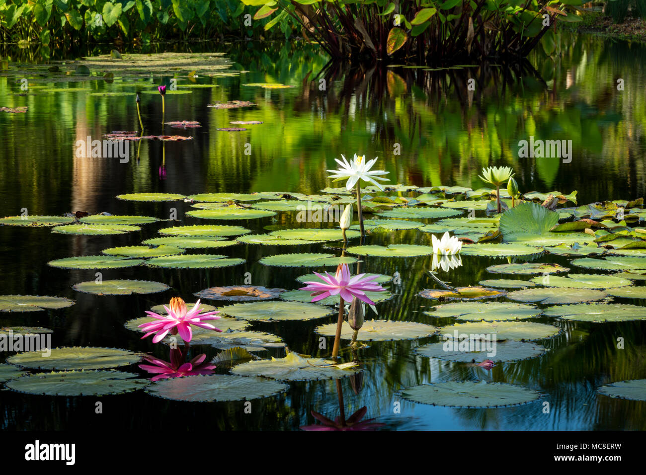 Nymphaeaceae - Seerosen im Teich im Naples Botanical Gardens, Naples, Florida, USA Stockfoto