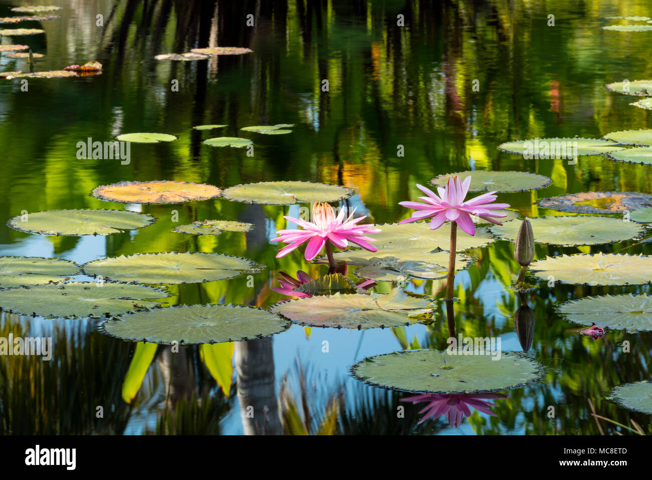 Nymphaeaceae - Seerosen im Teich im Naples Botanical Gardens, Naples, Florida, USA Stockfoto