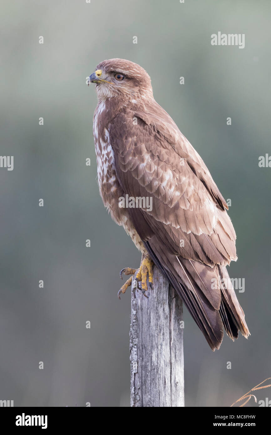 Mäusebussard (Buteo buteo), Erwachsener, stehend auf einem Pfosten Stockfoto