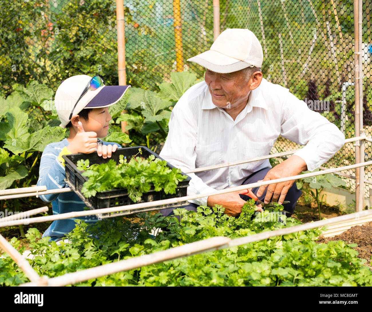 Großvater und Enkel im Gemüsegarten arbeiten Stockfoto