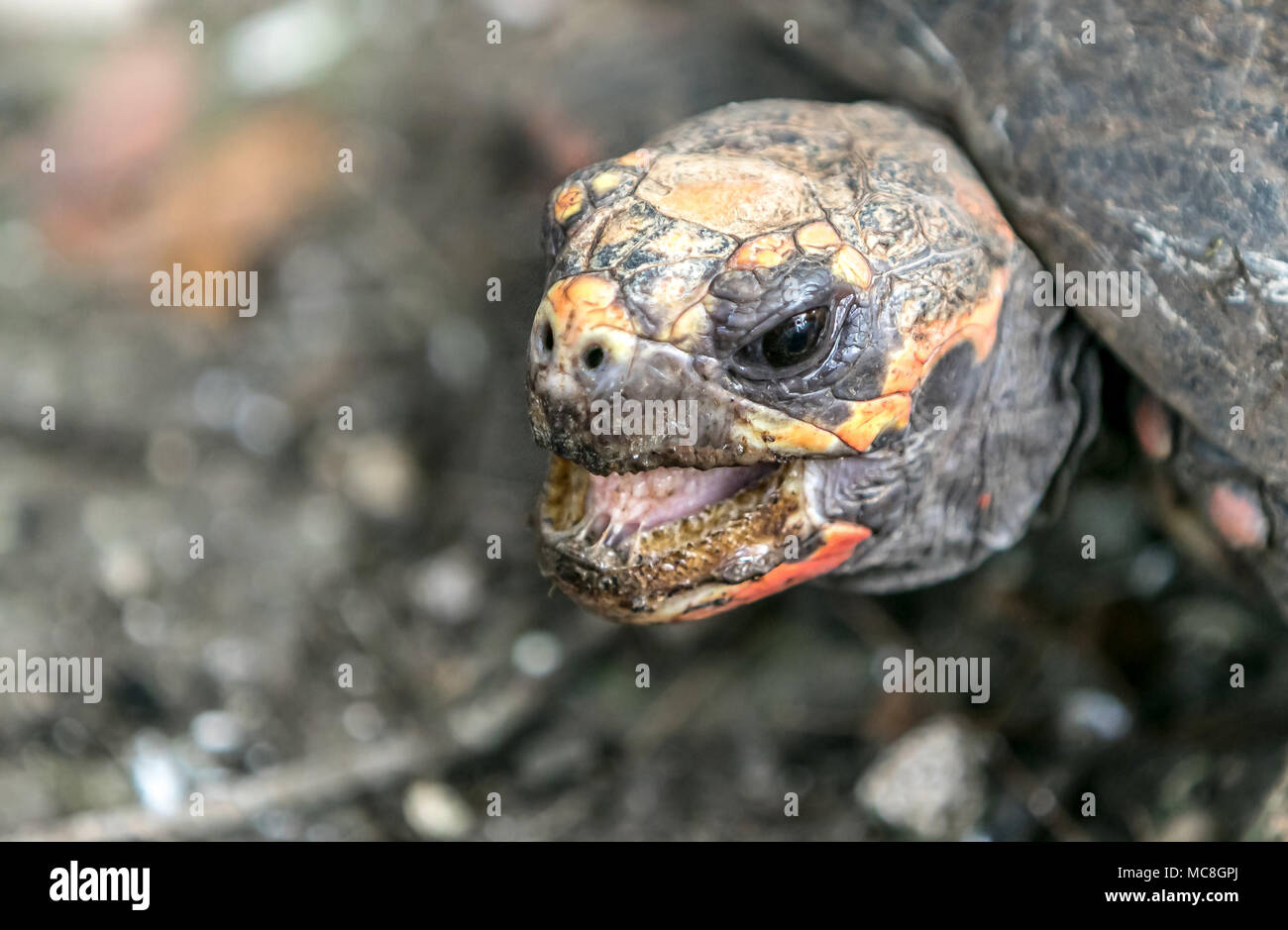 Red-footed Schildkröte [Chelonoidis carbonaria]. Barbados Wildlife Reserve. Stockfoto